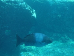Kyphosus hawaiiensis