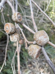 Eucalyptus todtiana