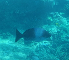 Kyphosus hawaiiensis
