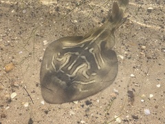 Trygonorrhina dumerilii