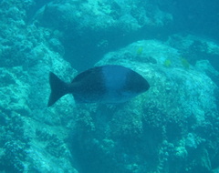Kyphosus hawaiiensis