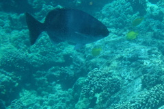 Kyphosus hawaiiensis