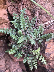 Asplenium subglandulosum