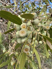 Eucalyptus todtiana