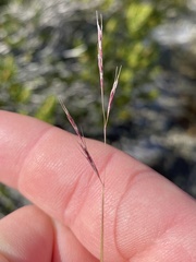 Cynodonteae