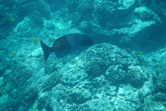 Kyphosus hawaiiensis