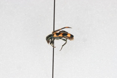 Trichodes nuttalli