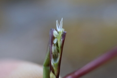 Sporobolus neglectus