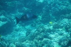 Kyphosus hawaiiensis