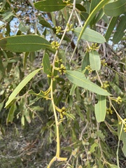 Eucalyptus todtiana