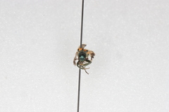 Trichodes nuttalli