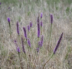 Liatris