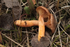 Chroogomphus rutilus