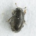 Genistogethes carinulatus - Photo (c) Scott Gilmore, some rights reserved (CC BY-NC), uploaded by Scott Gilmore