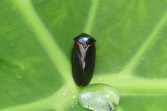 Cosmoscarta egens