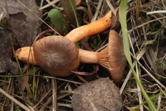 Chroogomphus rutilus