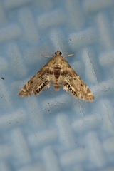 Petrophila fulicalis