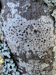 Caliciaceae