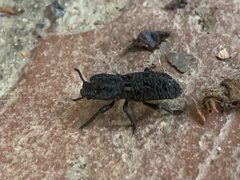 Phloeodes diabolicus