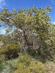 Eucalyptus todtiana