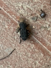 Phloeodes diabolicus