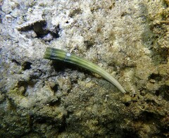 Dentalium elephantinum