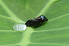 Cosmoscarta egens