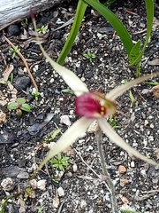 Caladenia australis