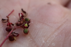 Euphorbia vermiculata