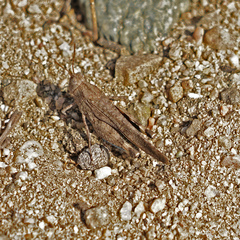 Lactista gibbosus