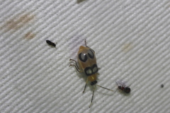 Diabrotica bioculata