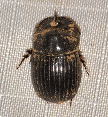 Copris minutus
