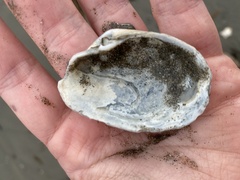 Platyodon cancellatus