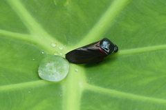 Cosmoscarta egens