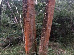 Trentepohlia abietina