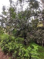 Quercus castanea
