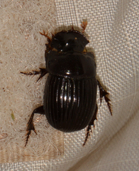 Copris minutus