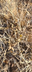 Lonicera subspicata denudata
