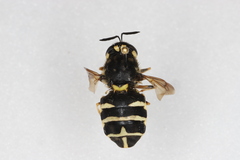 Stratiomys badia