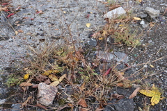 Sporobolus vaginiflorus