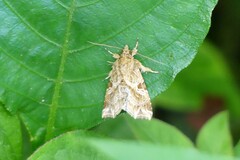 Callopistria flavitincta