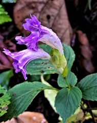 Strobilanthes lamiifolia