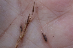 Sporobolus vaginiflorus