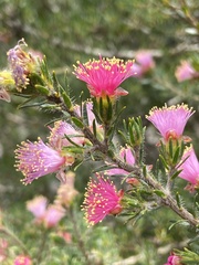 Myrtoideae