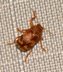 Cryptocephalus tinctus