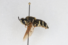 Stratiomys badia