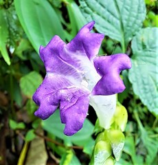 Strobilanthes lamiifolia