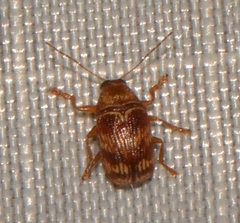Cryptocephalus tinctus