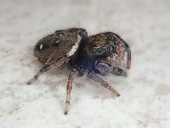 Phidippus whitmani