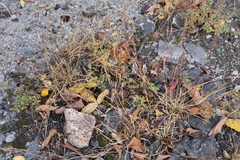 Sporobolus vaginiflorus